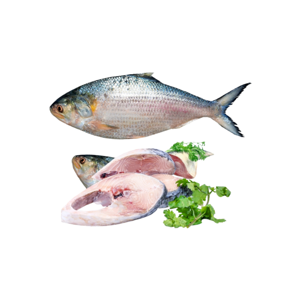 Hilsa fish