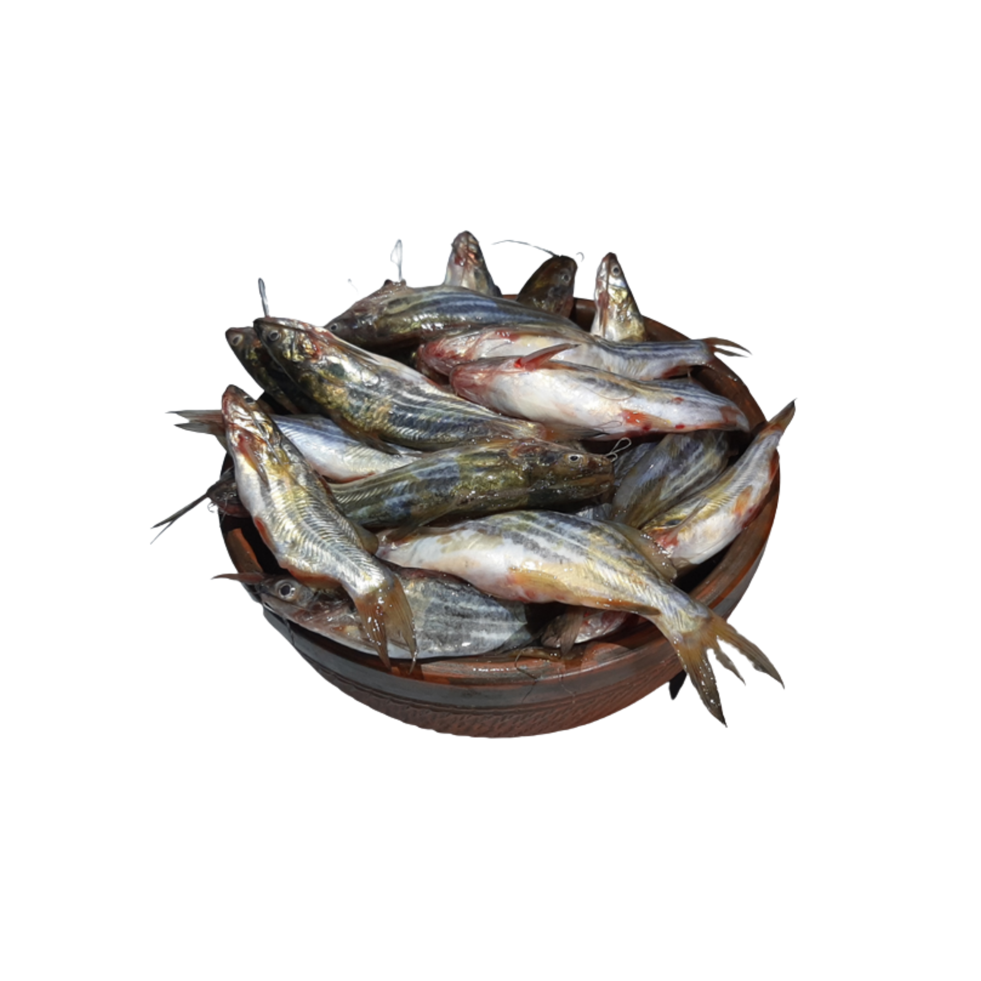 Tengra Fish Tengra Fish - Image 1