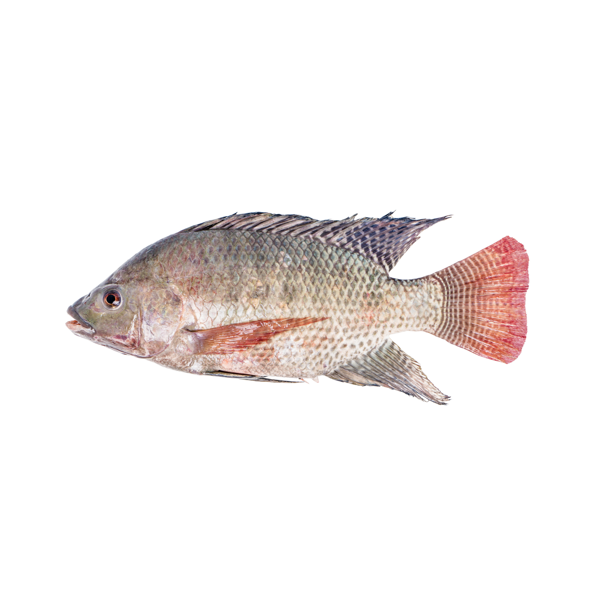 Tilapia Fish Tilapia Fish - Image 1